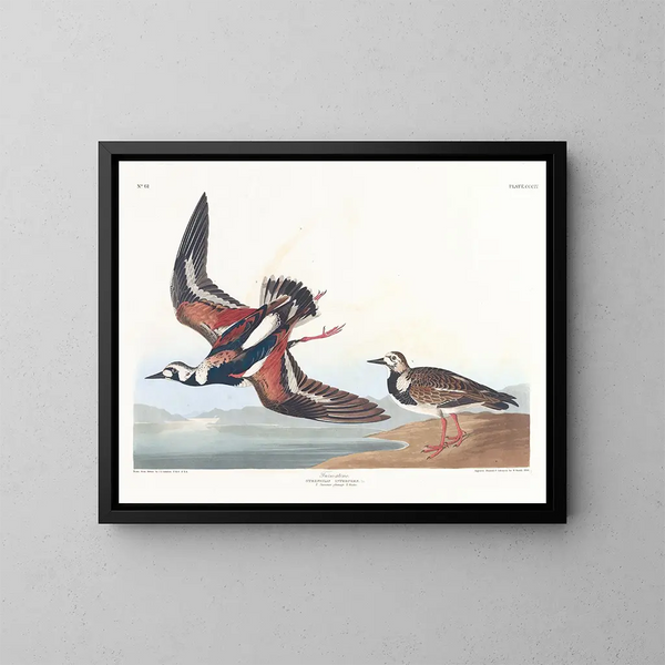 Bécasseau à collier - John James Audubon — inramlat konstverk på väggen