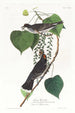 Moucherolle tyran - John James Audubon — vy av konstverket