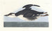 Uria brunnichii - John James Audubon — vy av konstverket