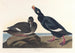 Kanin av sammet - John James Audubon — vy av konstverket