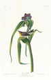 Paruline de Vigors - John James Audubon — vy av konstverket