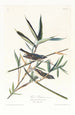 Viréo solitaire - John James Audubon — vy av konstverket