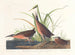 Râle de Virginie - John James Audubon — vy av konstverket