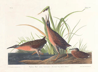 Râle de Virginie - John James Audubon — vy av konstverket