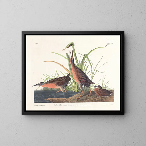 Râle de Virginie - John James Audubon — inramlat konstverk på väggen