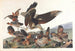 Perdrix de Virginie - John James Audubon — vy av konstverket