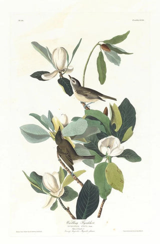 John James Audubon - Warbling flycatcher.webp