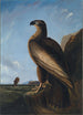 Aigle de mer de Washington - John James Audubon — vy av konstverket