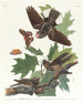 Engoulevent bois-pourri - John James Audubon — vy av konstverket