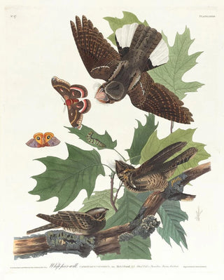 John James Audubon - Whippoorwill.webp