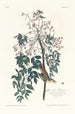 Moucherolle à yeux blancs - John James Audubon — vy av konstverket