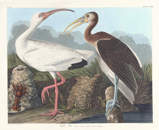 Ibis vit - John James Audubon — vy av konstverket
