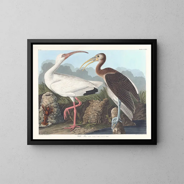 Ibis vit - John James Audubon — inramlat konstverk på väggen