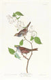 Bruant à gorge blanche - John James Audubon — vy av konstverket