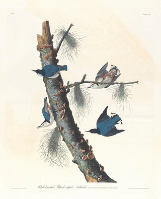 John James Audubon - Whitebreasted blackcapped nuthatch.webp
