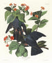 Pigeon à couronne blanche - John James Audubon — vy av konstverket