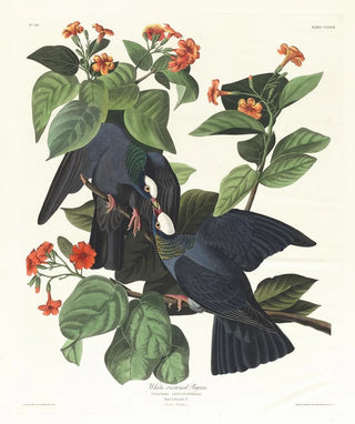 John James Audubon - Whitecrowned pigeon.webp