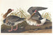 Oie à front blanc - John James Audubon — vy av konstverket