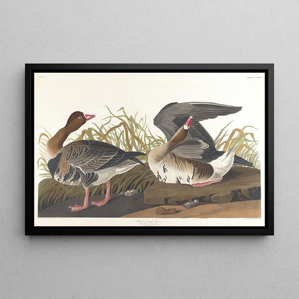 Oie à front blanc - John James Audubon — inramlat konstverk på väggen