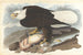 Pygargue à tête blanche - John James Audubon — vy av konstverket