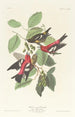 Bec-croisé bifascié - John James Audubon — vy av konstverket
