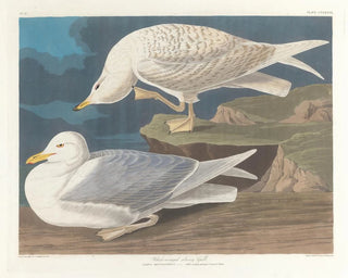 Sillgrissla med vita vingar - John James Audubon — vy av konstverket