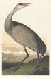 den vita gruvan - John James Audubon — vy av konstverket