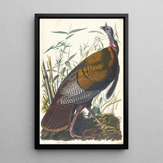 John James Audubon - Wild turkey.webp