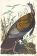 vildtärna - John James Audubon — vy av konstverket