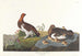 lagopède des saules eller stor Tjäder - John James Audubon — vy av konstverket