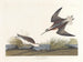 Wilsons Phalarope - John James Audubon — vy av konstverket