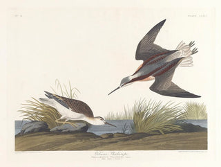 Wilsons Phalarope - John James Audubon — vy av konstverket