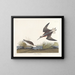 Wilsons Phalarope - John James Audubon — inramlat konstverk på väggen