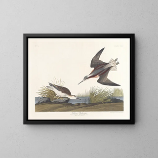 Wilsons Phalarope - John James Audubon — inramlat konstverk på väggen