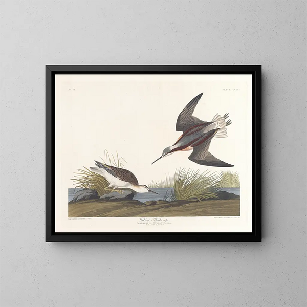 Wilsons Phalarope - John James Audubon — inramlat konstverk på väggen