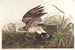 Faucon d'hiver - John James Audubon — vy av konstverket