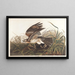 Faucon d'hiver - John James Audubon — inramlat konstverk på väggen