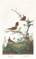 Troglodyte d'hiver - John James Audubon — vy av konstverket