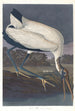 Ibis des bois - John James Audubon — vy av konstverket