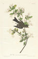 Pioui des bois - John James Audubon — vy av konstverket