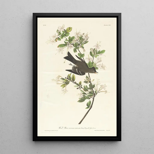 John James Audubon - Wood pewee.webp