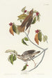 Grive des bois - John James Audubon — vy av konstverket