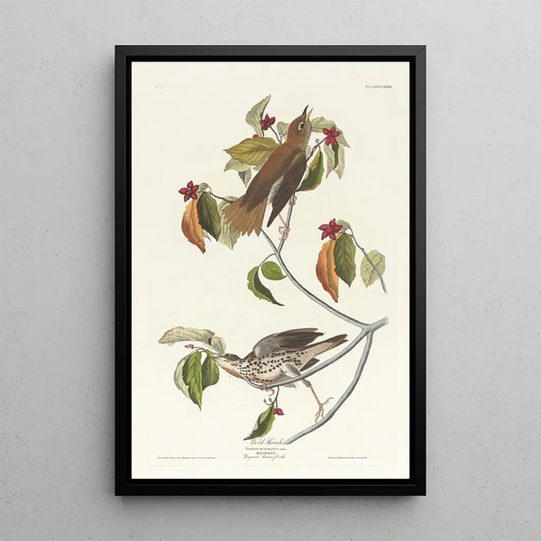 John James Audubon - Wood thrush.webp