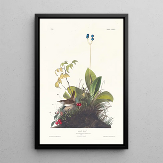 John James Audubon - Wood wren.webp