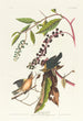 Paruline vermivore - John James Audubon — vy av konstverket