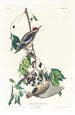 Pic maculé - John James Audubon — vy av konstverket