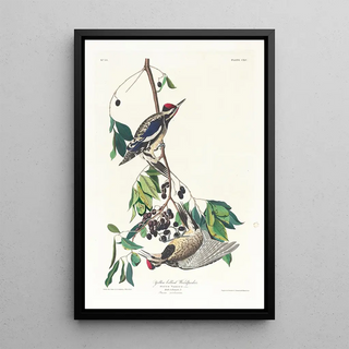 John James Audubon - Yellow bellied woodpecker.webp