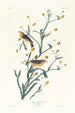 Gultrumpad Paruline - John James Audubon — vy av konstverket