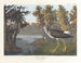Pied jaune - John James Audubon — vy av konstverket