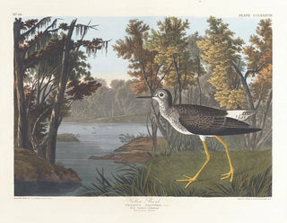 Pied jaune - John James Audubon — vy av konstverket